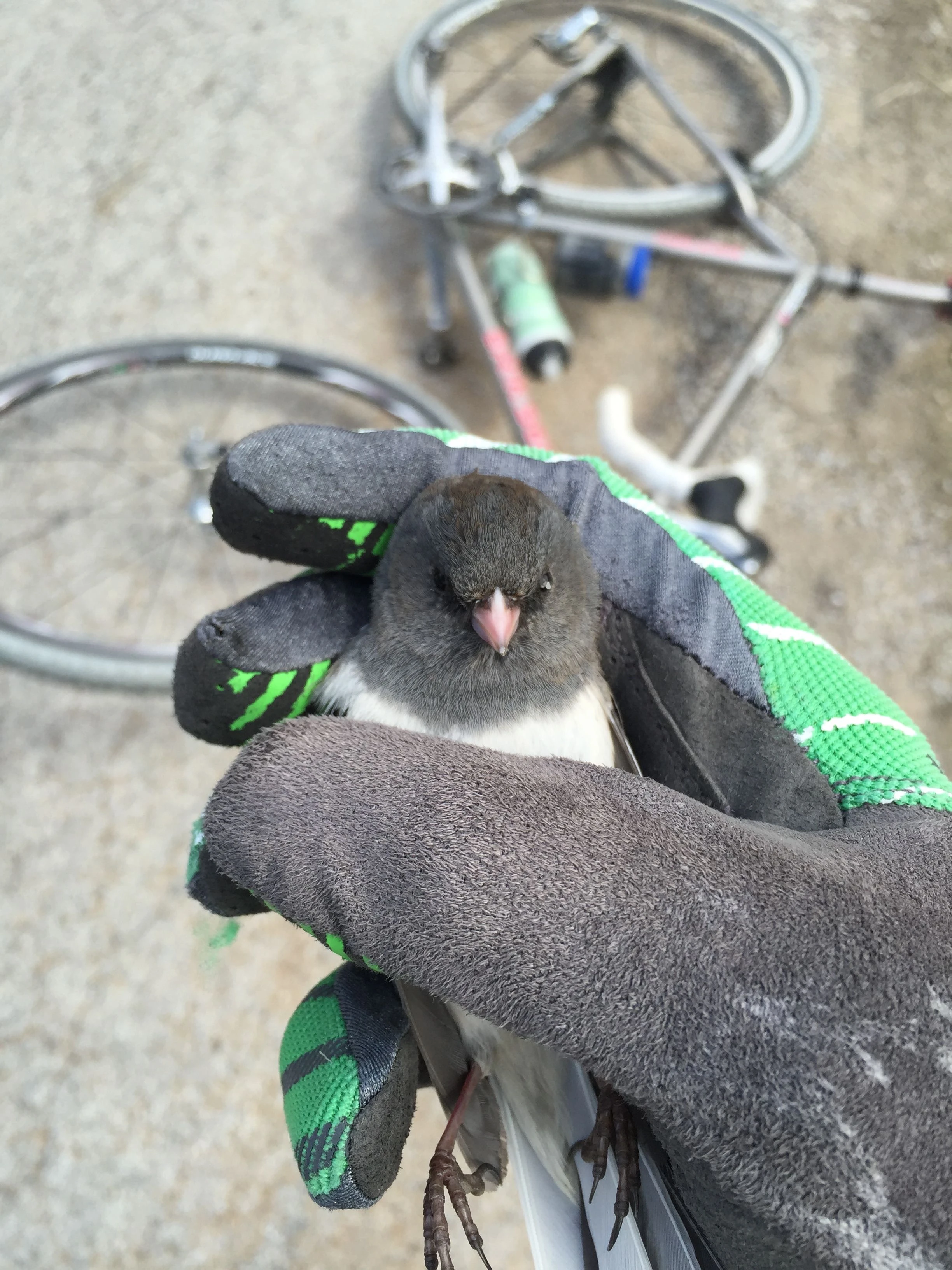 The small bird on the way there.