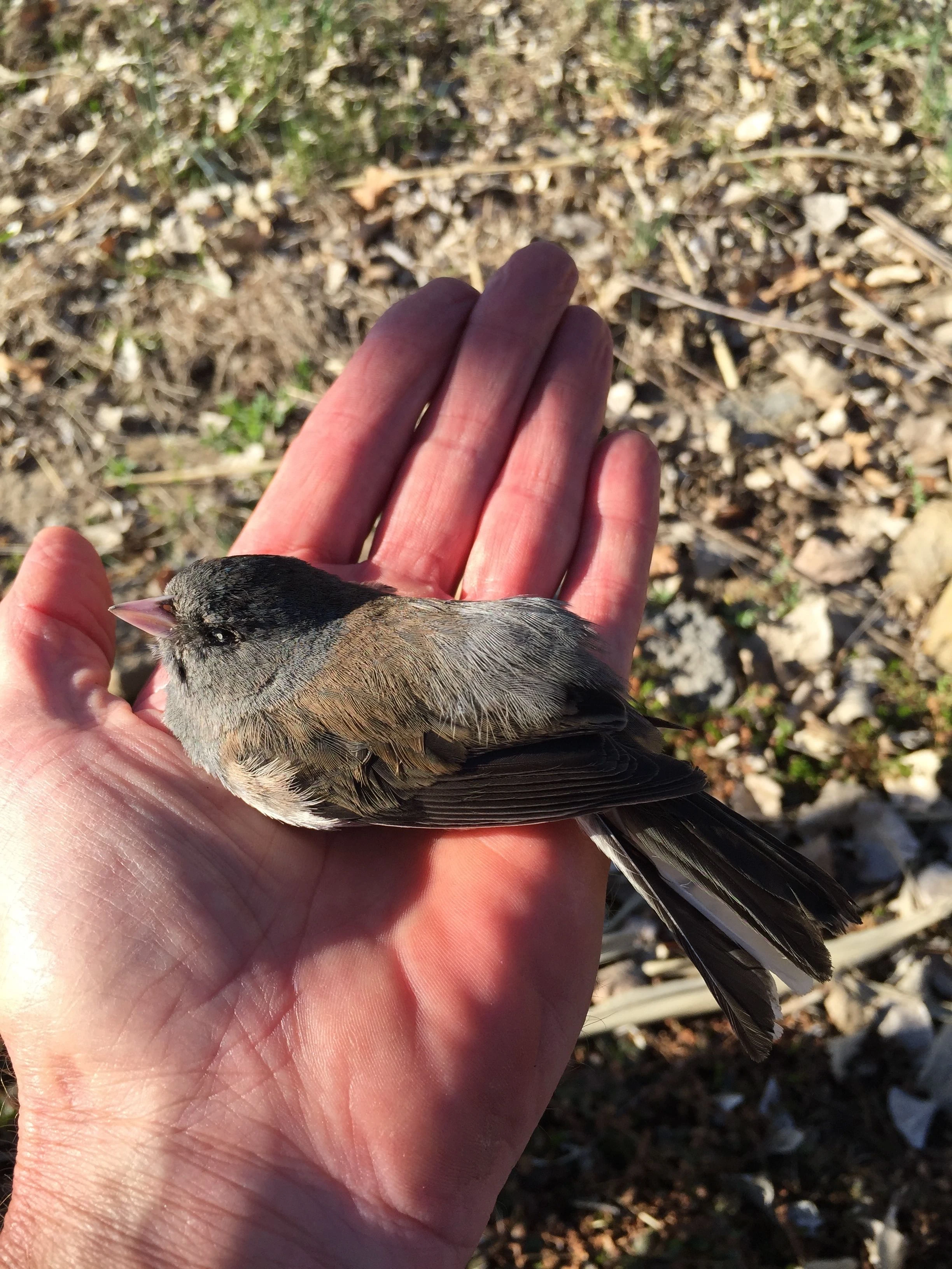 Here he is after he expired. I buried him under the bamboo.
