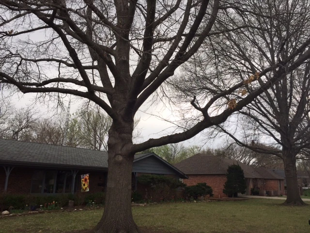 I happen to have a couple good climbing trees in my front yard. My grandmother planted these Oaks back in 1964. They grew up pretty good.