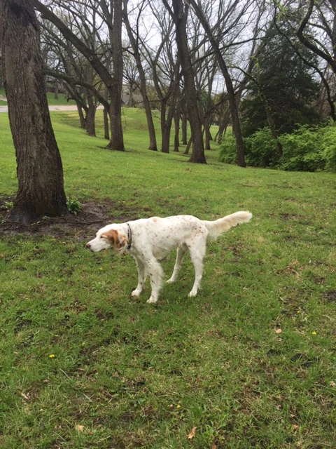 Our walks are sometimes more standing than walking now. He doesn like to sniff the air.