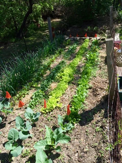 Seems like today is a good day to start eating vegetables out of the garden.