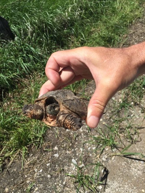 We moved a couple turtles yesterday. This was the first snapping turtle I&rsquo;ve encountered that wasn&rsquo;t as mean as hell. The one earlier, bit through a 2 inch stick I was using to push it off the road.