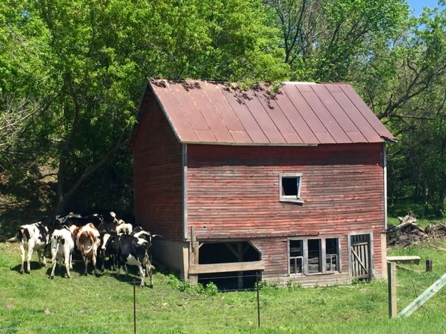 Lots of diary cattle around. 