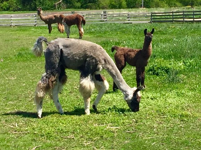 Baby alpaca are very cute.