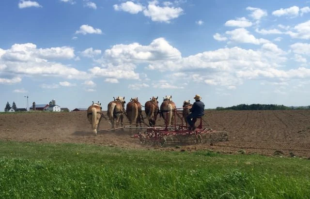 The whole area is Amish. Really cool farm and old school farming methods.