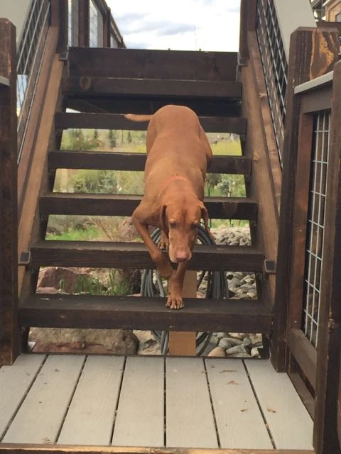 Jack coming down to meet me. I needed some Jack time.