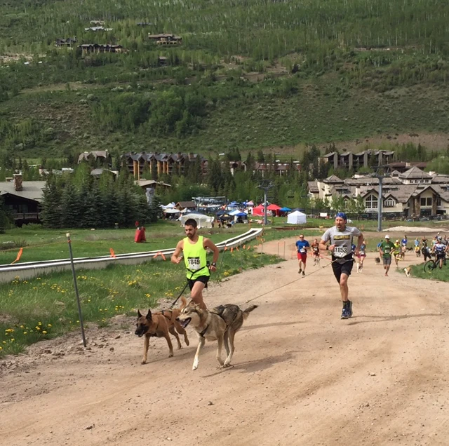 GoPro Dog 5K start. These guys were getting pulled up the hill. Winner in less than 19 minutes with a lot of elevation gain. Pretty impressive.