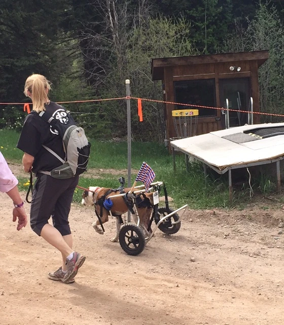 This guy has hip dysplasia and needs a little cart to walk. 