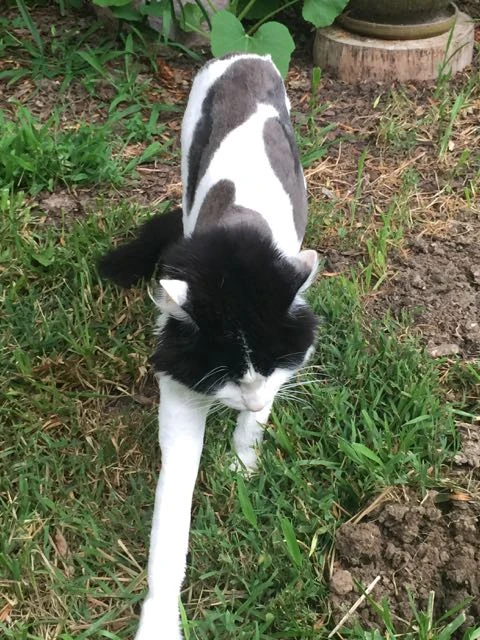 Fran got shaved the day I left because she has trouble grooming herself. Makes her seem slender and catlike.