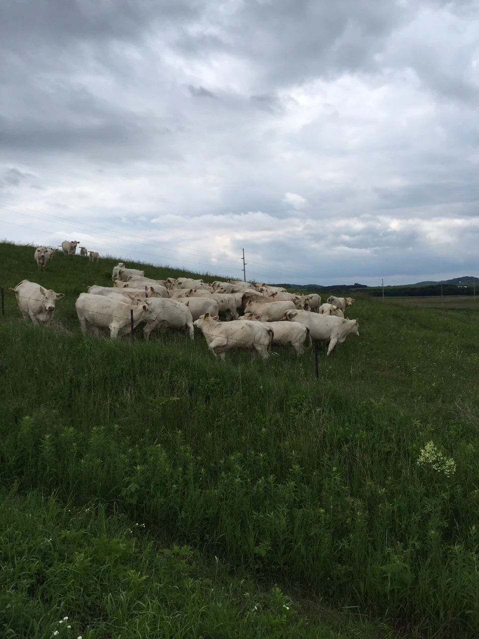 These guys were all gathered together, so I thought it might rain. Luckily it didn’t until later.