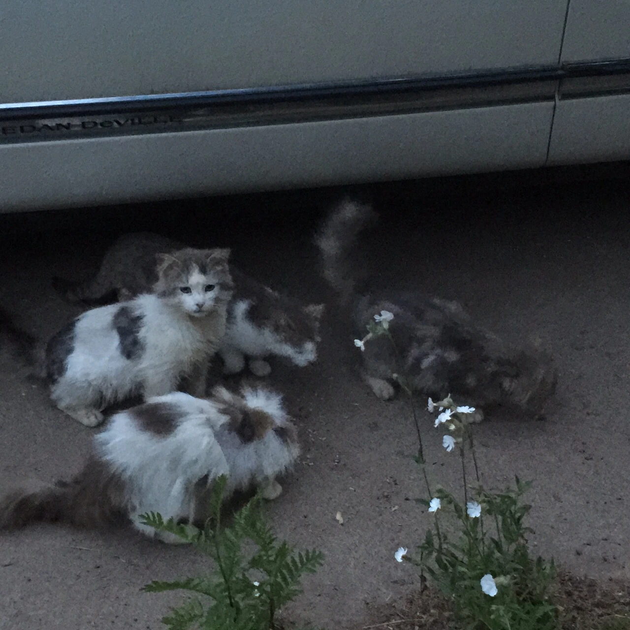 Kittens. Think there might be as many as 8.