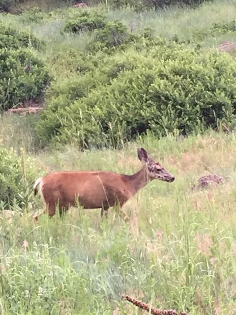 I saw this guy on North Table. I could hear lots of coyotes while climbing. 
