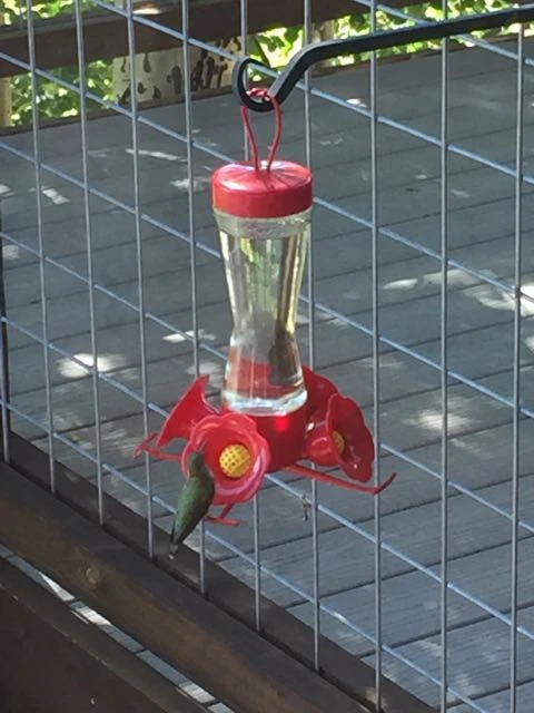 I&rsquo;ve been feeding the hummingbirds up here in the mountains. They are very hungry.