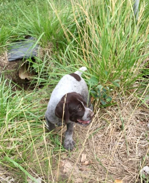 Vincent&rsquo;s new puppy.