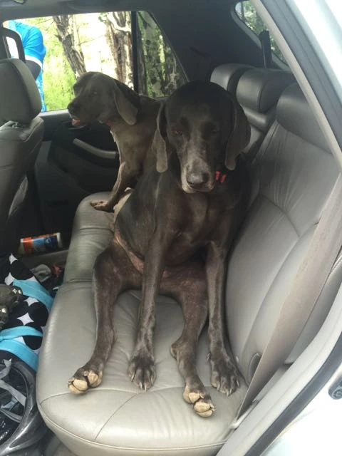 Brian and Michelle&rsquo;s puppies patiently waiting for the crew. 
