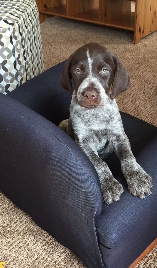 Vincent&rsquo;s new puppy. I think his name is Nicholas, but I&rsquo;m not sure.