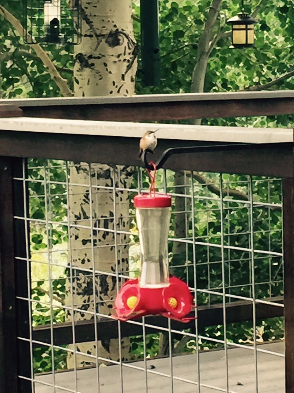 This hummingbird is a little nectar hog. He sits on top of the feeder and guards it all day.