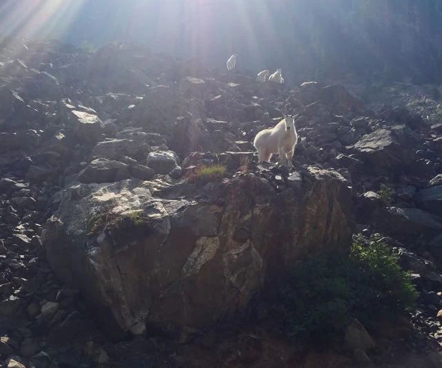 There was a whole herd.