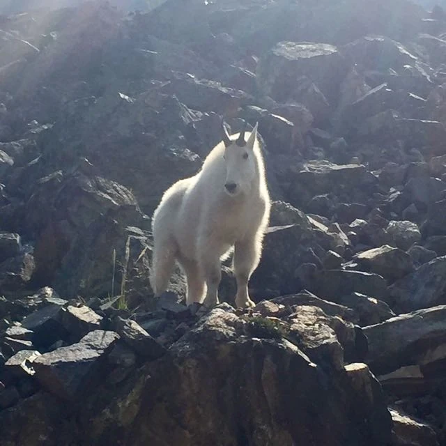 We saw this guys, and friends, on the Copper side of Vail Pass.