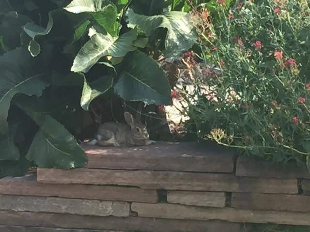 This rabbit hangs out next to Vincent&rsquo;s house. He is nearly tame, until Jack comes out, then he runs.
