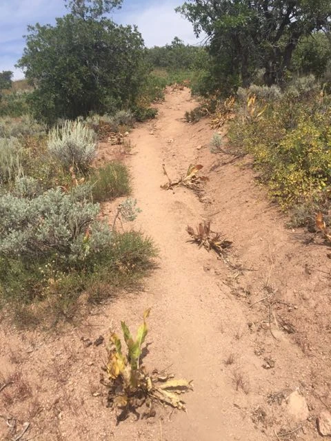 The trail around Kent&rsquo;s house, up by the hotsprings in Steamboat, is all decomposed granite. It&rsquo;s pretty loose and tricky.