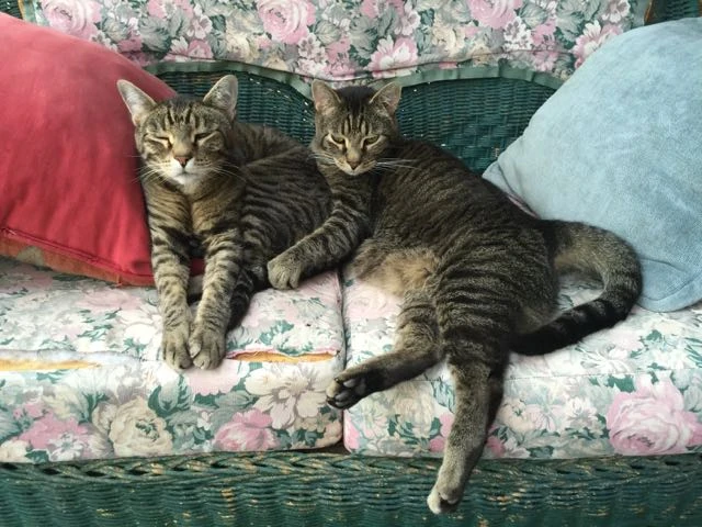 These guys, Barnum and Bailey, were waiting for us when we got back from riding.