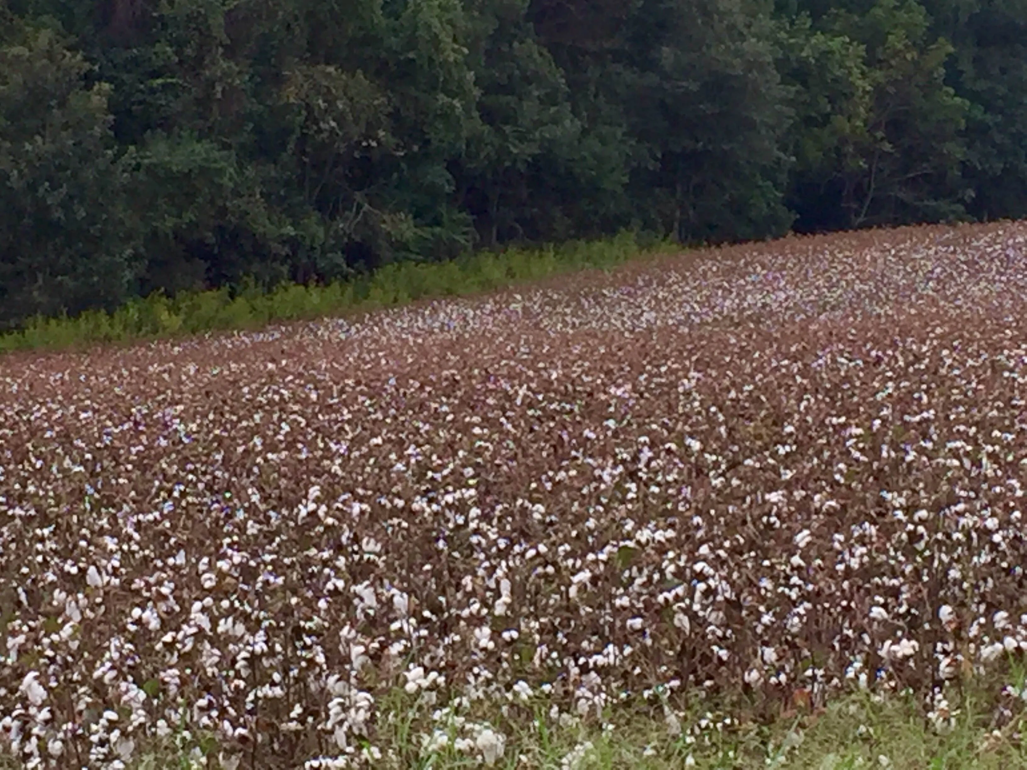 It is strange riding around cotton fields. Looks like it is just about time to pick it. 