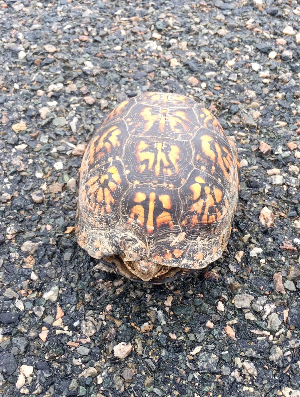 I found this box turtle out riding. I&rsquo;ve never seen a box turtle with orange markings. In Kansas, they are greeen and yellow.