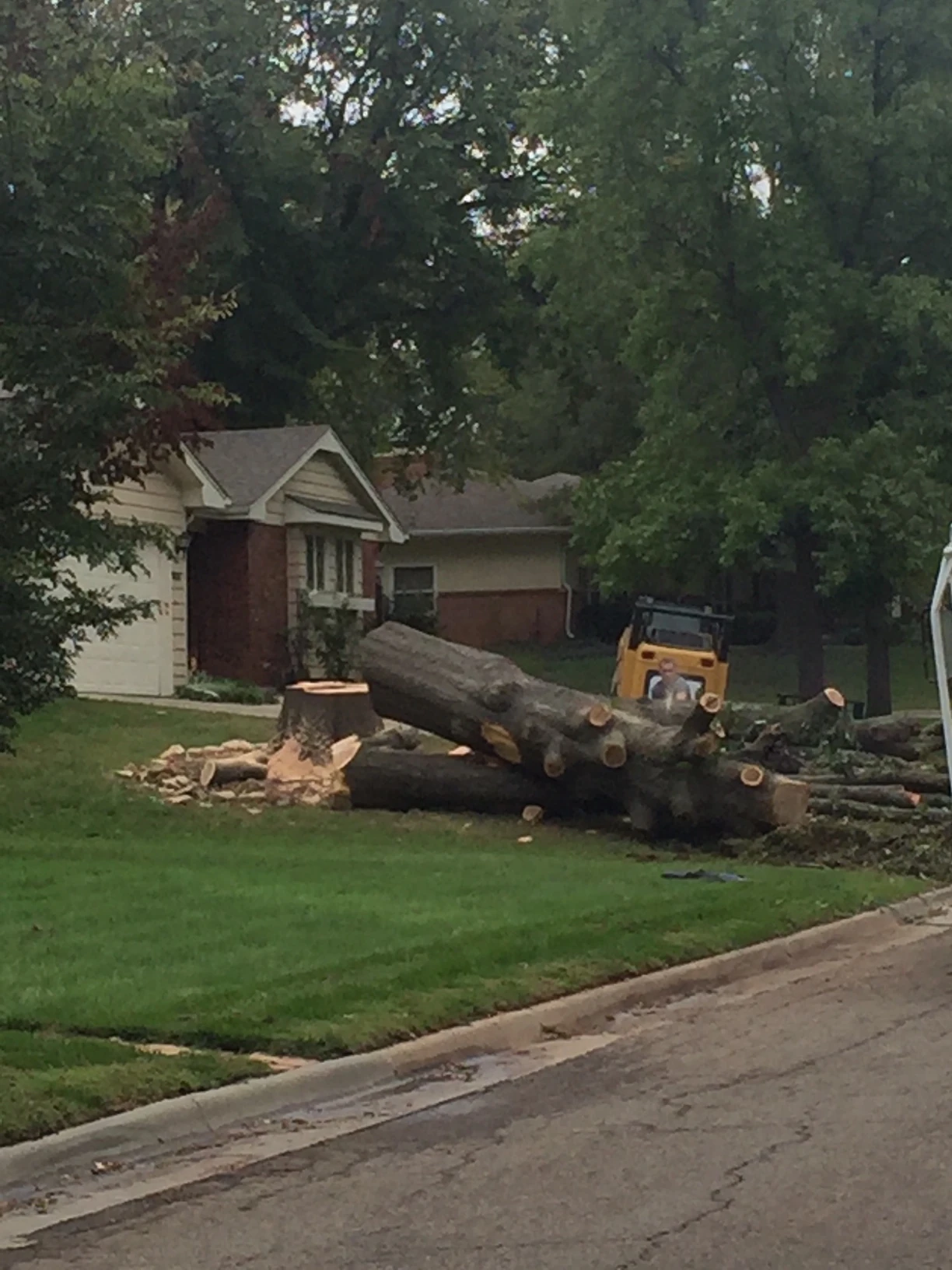 This is the 4th healthy tree in my neighboorhodd that they have cut down just because. I stopped and asked the home owner and he said that some branches had fallen and he was just tired of the &ldquo;maintenance&rdquo;. What a lame reason.