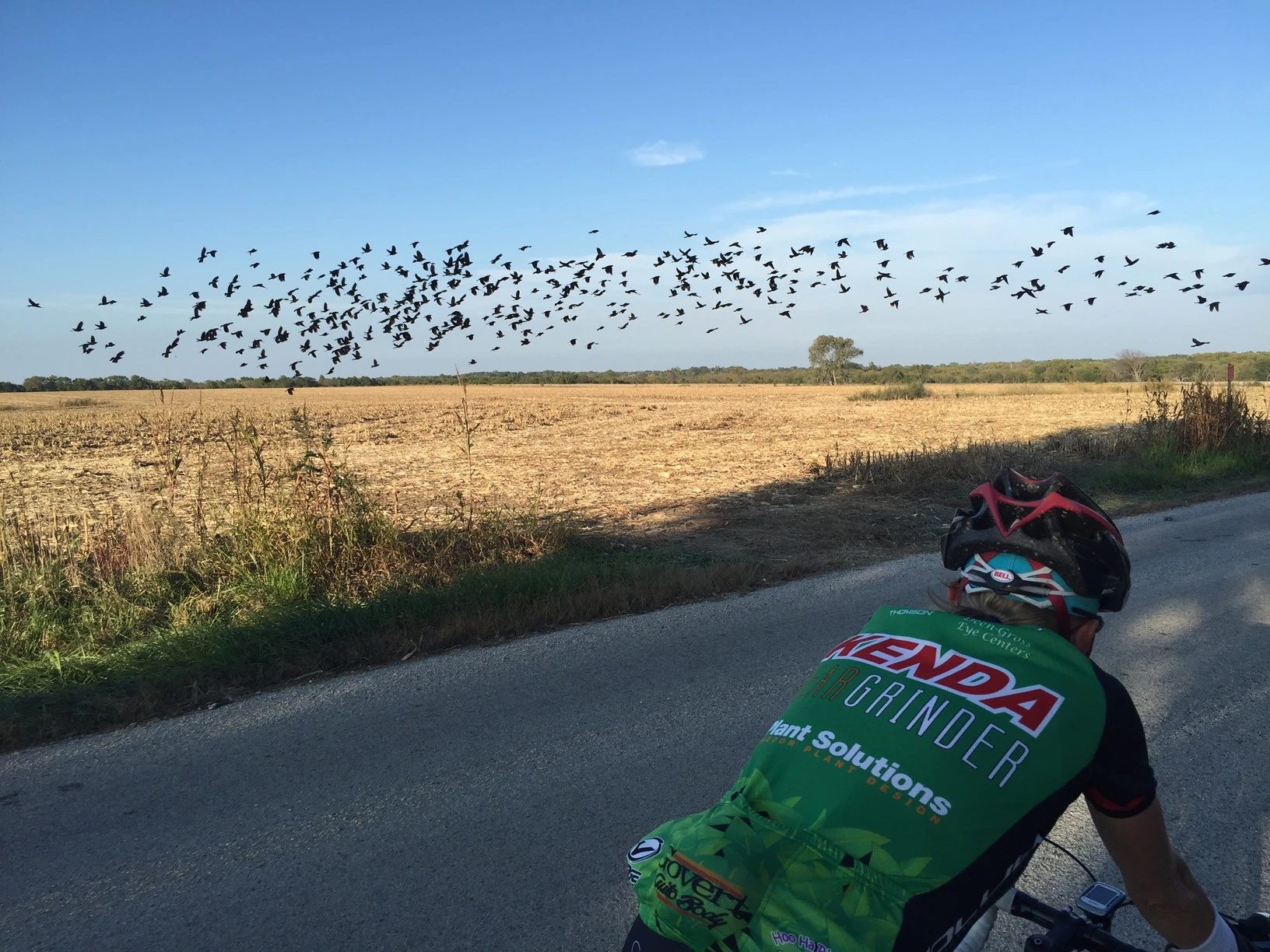 Seems like fall with the long shadows and gathering birds.