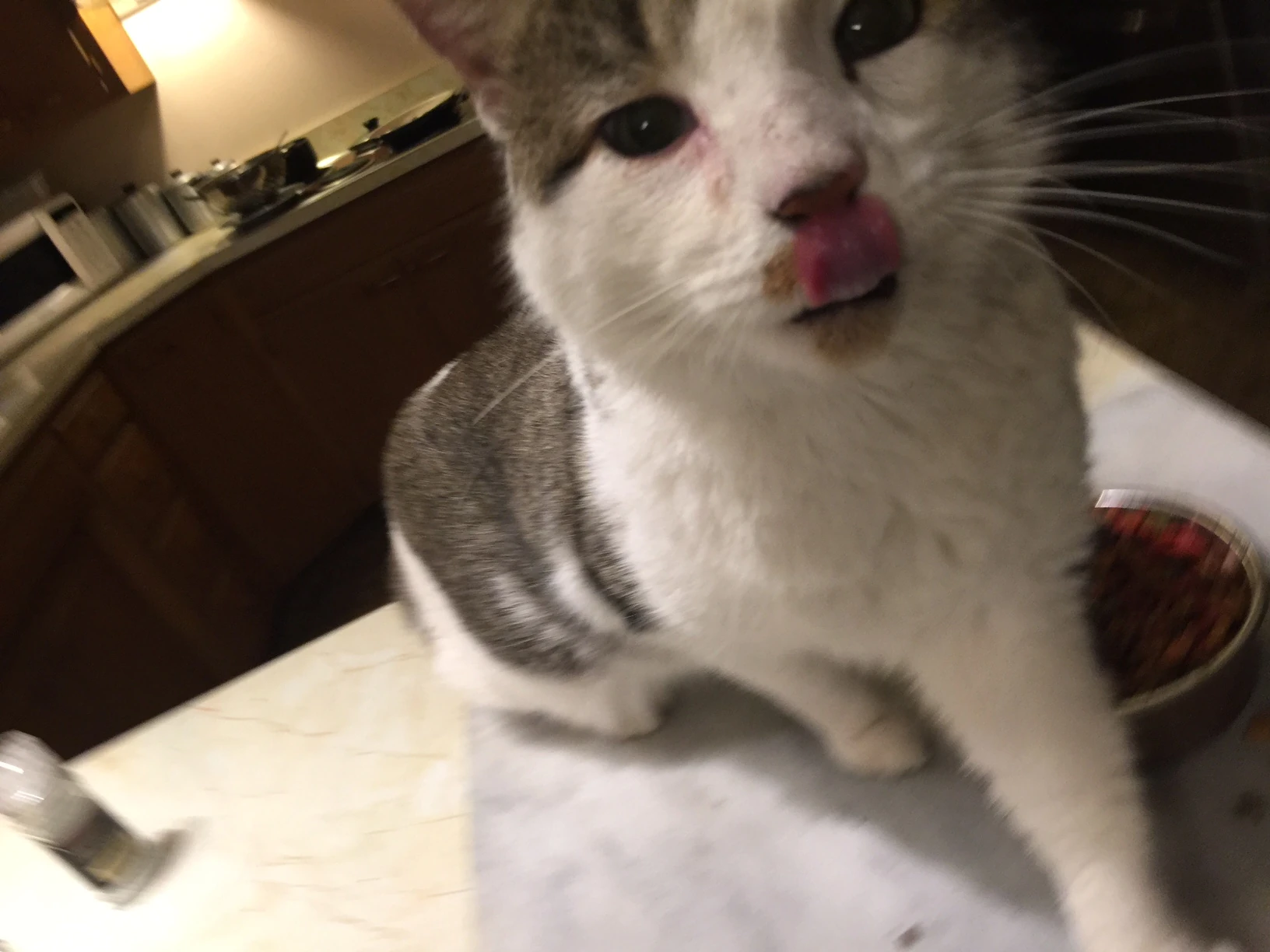 This is Fritz. He is mainly an outside cat. But, I think he has found a new inside home. His coat is super soft, which isn&rsquo;t the normal case. I don&rsquo;t really care as long as he&rsquo;s happy and healthy.