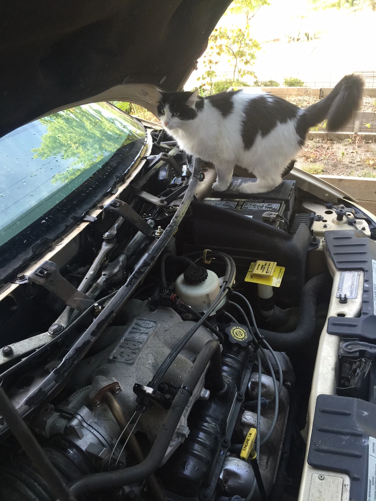 I&rsquo;ve been doing a some car work, as long as my ankles can stand it. Fran was helping me yesterday.