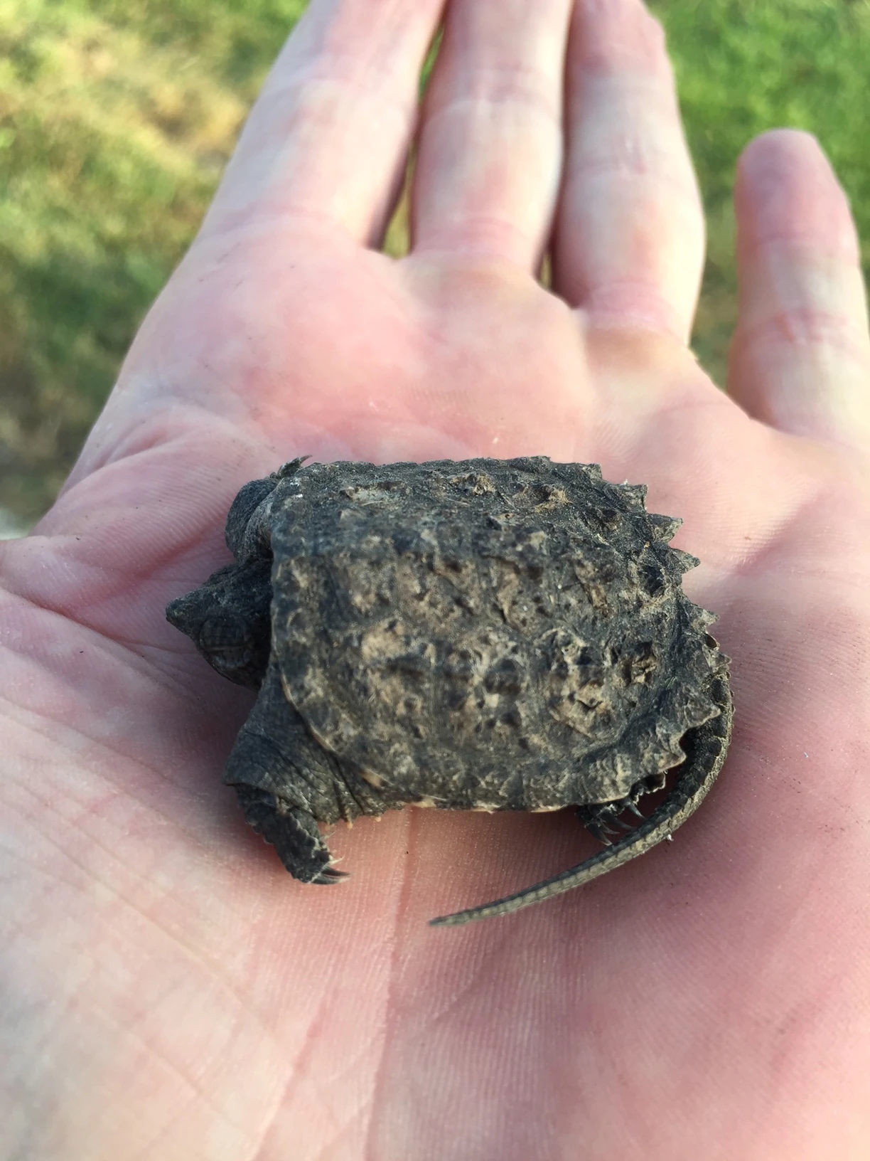 I found this little snapper yesterday on the ride. I’m not too big on Snapping turtles, but this guy was cute. I took him to a creek.