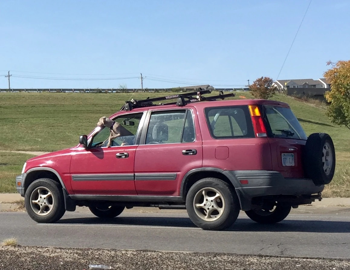 I saw this guy drive by yesterday. KInd of looks like he is driving. He sure looks happy.