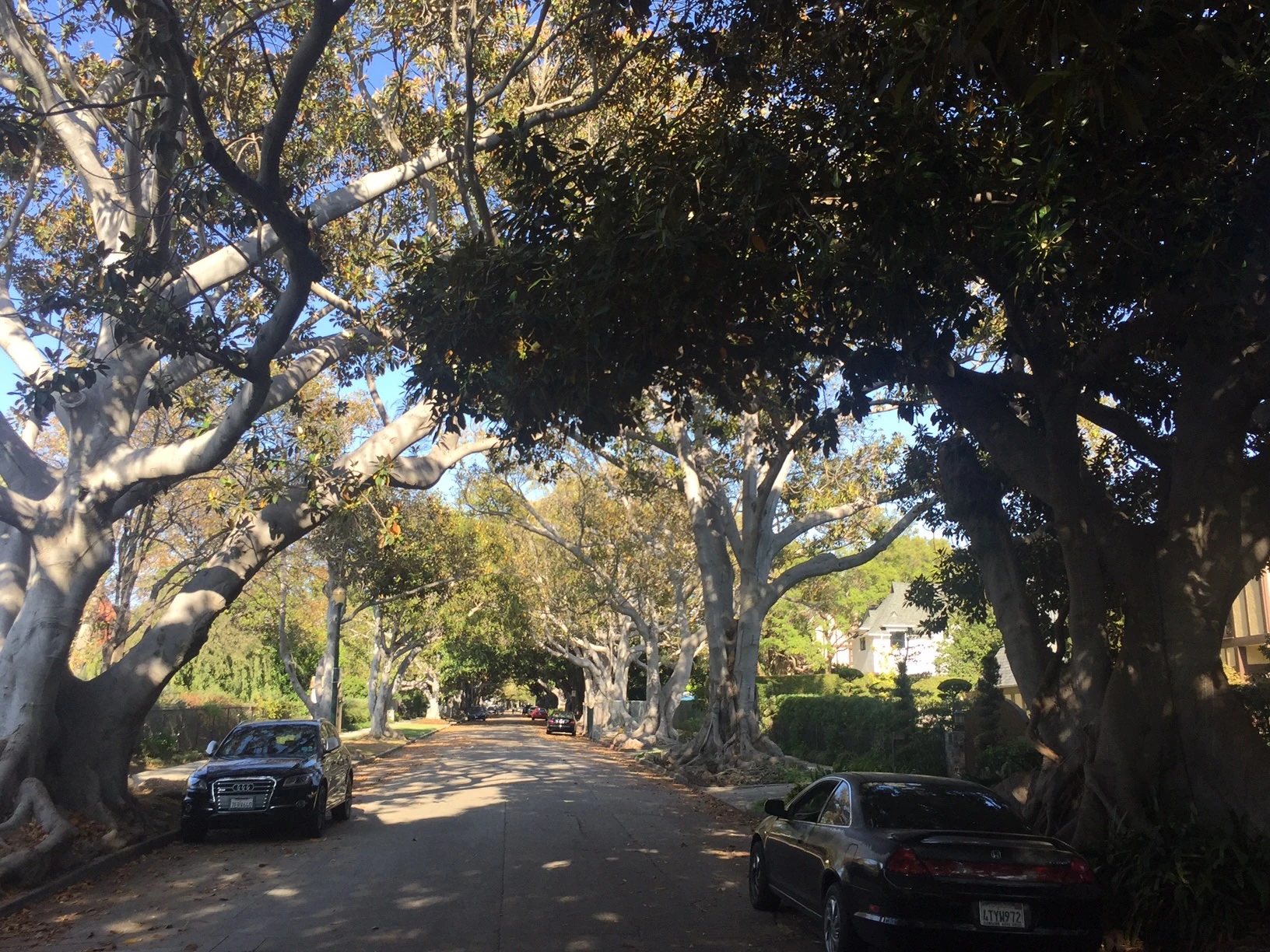 These trees were crazy. Maybe fig trees? I&rsquo;m not sure.