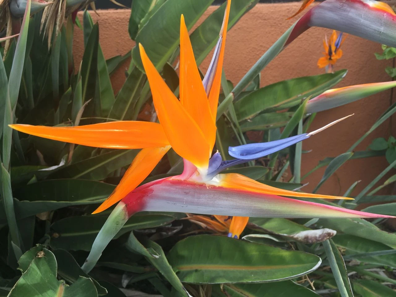 There are lots of beautiful flowers in Socal in November.