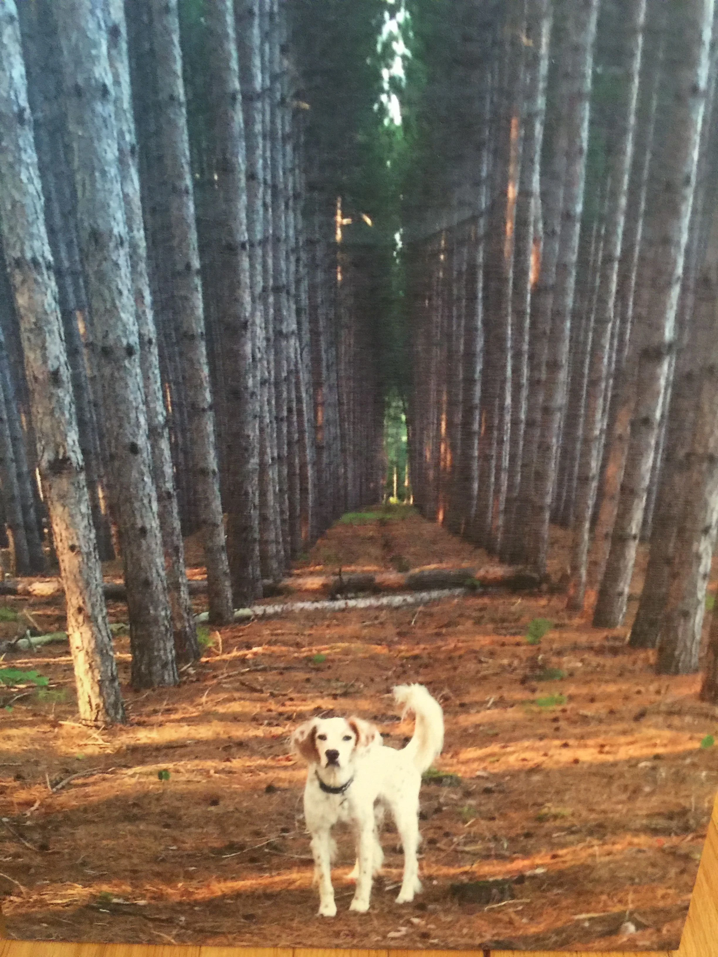 Wood Bromont picture present.