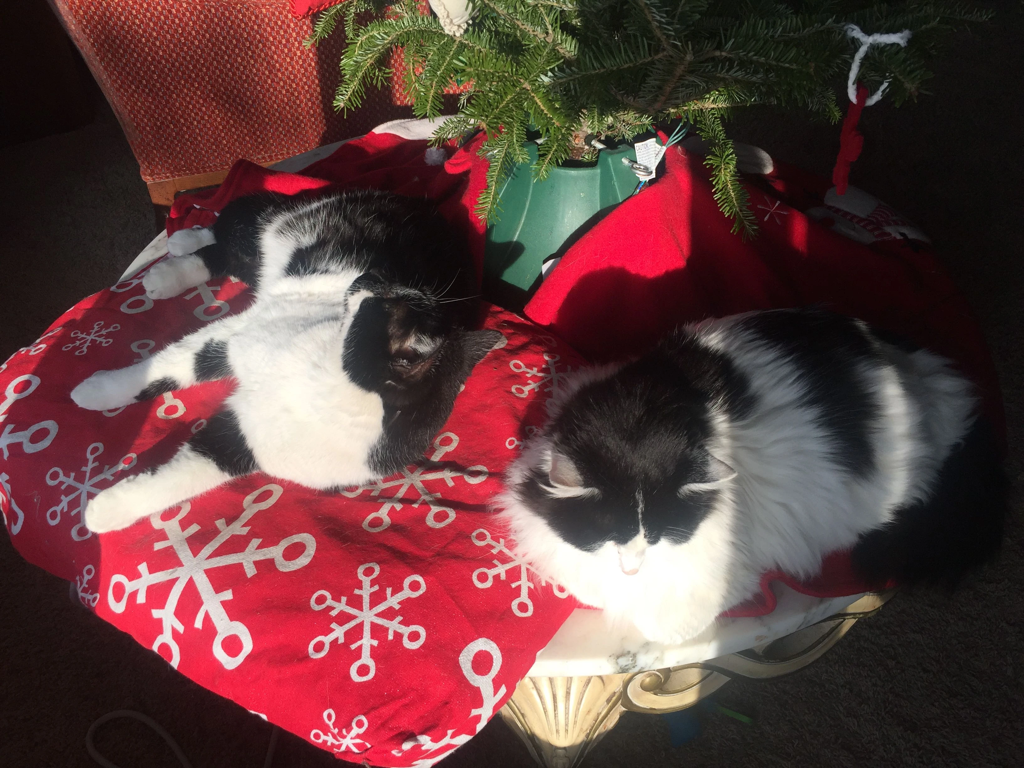 The cats have all gotten chubby and are laying around all day instead of being outside hunting.