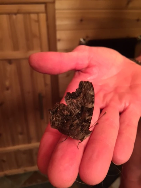 I found this butterfly (maybe moth) in the Kansas garage yesterday. I felt so bad for it. I put it into a cool closet, thinking it might hibernate again. I&rsquo;m pretty sure that is wishful thinking. If I was rich and had a private jet, I would get in my jet with the butterfly and take it somewhere warm to live.