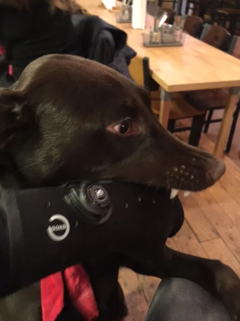 This is Tess, Mick and Beth&rsquo;s puppy. I&rsquo;m teaching him back habits with my cast.