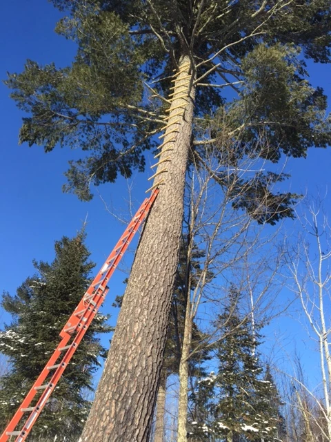 George is thinking of building a treehouse. I’d bet it is going to be a doozy, knowing George. He is already getting pretty high up this pine tree.