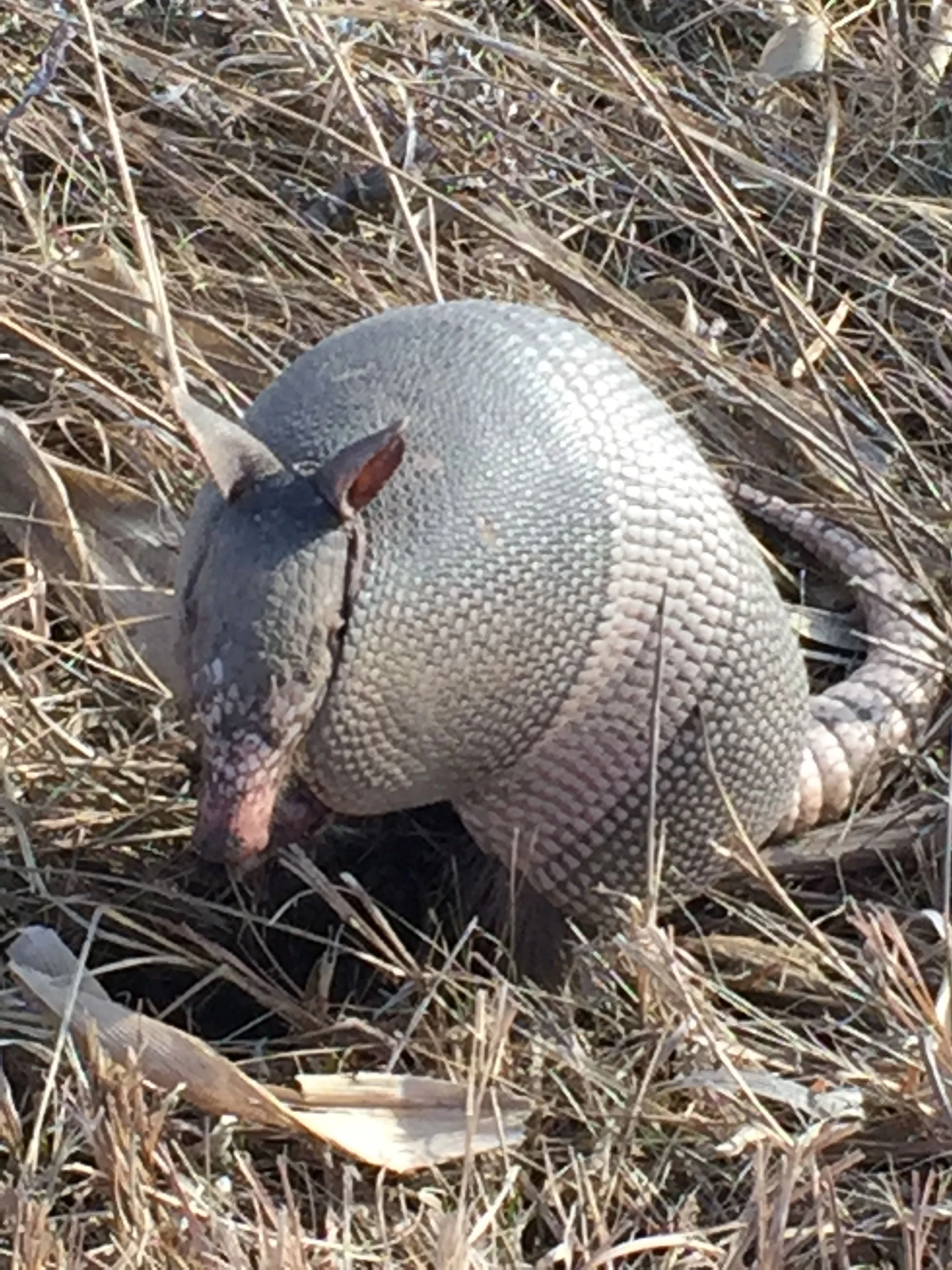 Kind of creepy looking creatures.