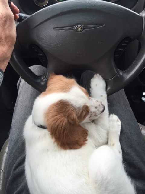 He pretty much wants to be in someone&rsquo;s lap if he is awake. 