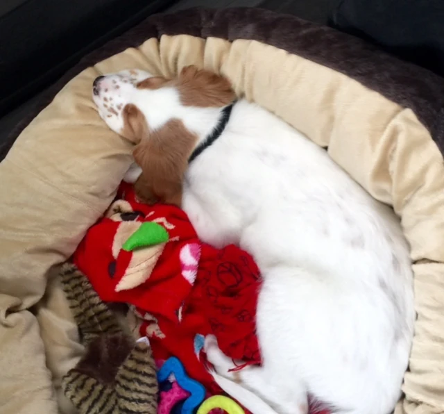 But, most of the time he sleeps.