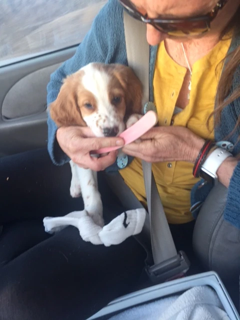 Tucker getting his nails filed. He wasn&rsquo;t much into it, but he has been ripping Trudi&rsquo;s face up pretty good.