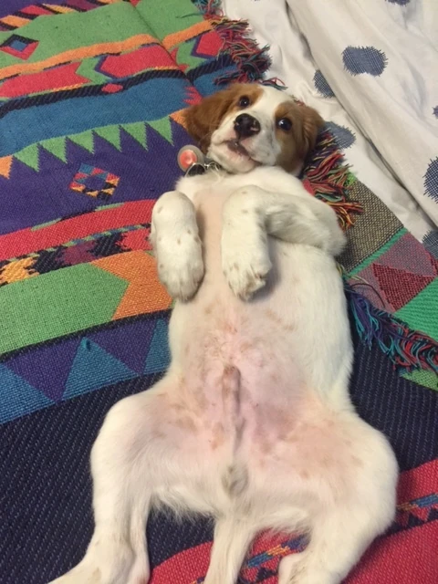 Start of the daily puppy pictures.