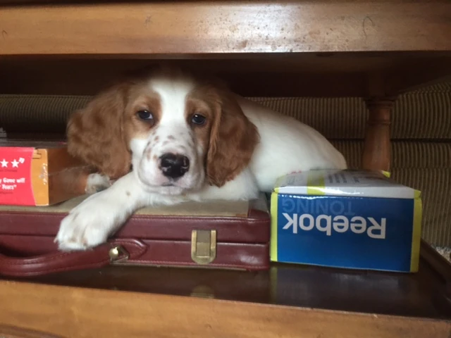 Tucker gets involved in just about everything. And sleeps about anywhere.