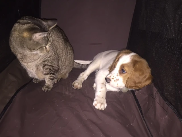 Tucker photo. He is pretty much getting along with all the cats. I think that is because he’s about the same size as some of them.