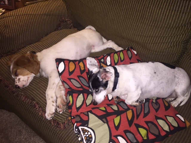 Pipsqueak is nearly bigger than Frankie, the dachshund.