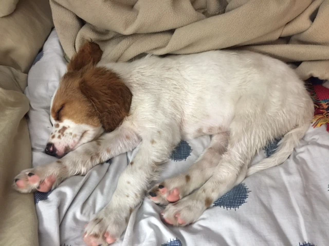 Tucker after his first bath. He wasn&rsquo;t a happy camper.